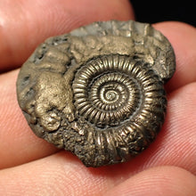 Load image into Gallery viewer, Stunning Crucilobiceras pyrite ammonite fossil (27 mm)