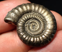 Load image into Gallery viewer, Stunning Crucilobiceras pyrite ammonite fossil (26 mm)