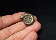 Load image into Gallery viewer, Stunning Crucilobiceras pyrite ammonite fossil (26 mm)