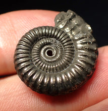 Load image into Gallery viewer, Stunning Crucilobiceras pyrite ammonite fossil (24 mm)