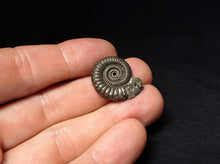 Load image into Gallery viewer, Stunning Crucilobiceras pyrite ammonite fossil (24 mm)