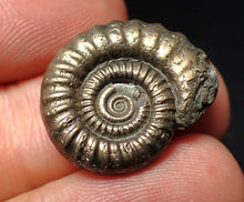 Load image into Gallery viewer, Stunning Crucilobiceras pyrite ammonite fossil (22 mm)
