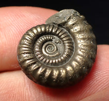 Load image into Gallery viewer, Stunning Crucilobiceras pyrite ammonite fossil (22 mm)
