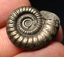 Load image into Gallery viewer, Stunning Crucilobiceras pyrite ammonite fossil (22 mm)