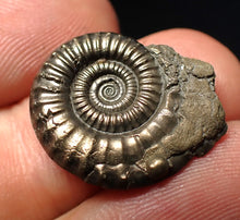 Load image into Gallery viewer, Stunning Crucilobiceras pyrite ammonite fossil (22 mm)