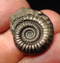 Load image into Gallery viewer, Stunning Crucilobiceras pyrite ammonite fossil (22 mm)