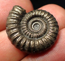 Load image into Gallery viewer, Stunning Crucilobiceras pyrite ammonite fossil (23 mm)