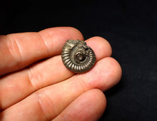 Load image into Gallery viewer, Stunning Crucilobiceras pyrite ammonite fossil (22 mm)