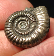 Load image into Gallery viewer, Stunning Crucilobiceras pyrite ammonite fossil (22 mm)