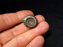 Load image into Gallery viewer, Stunning Crucilobiceras pyrite ammonite fossil (22 mm)