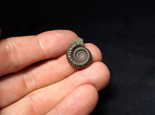 Load image into Gallery viewer, Stunning Crucilobiceras pyrite ammonite fossil (20 mm)