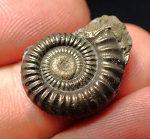Load image into Gallery viewer, Stunning Crucilobiceras pyrite ammonite fossil (20 mm)