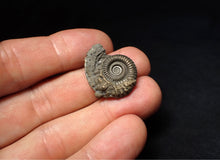 Load image into Gallery viewer, Stunning Crucilobiceras pyrite ammonite fossil (25 mm)