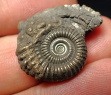 Load image into Gallery viewer, Stunning Crucilobiceras pyrite ammonite fossil (25 mm)