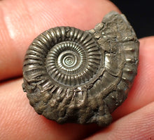 Load image into Gallery viewer, Stunning Crucilobiceras pyrite ammonite fossil (25 mm)