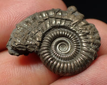 Load image into Gallery viewer, Stunning Crucilobiceras pyrite ammonite fossil (25 mm)