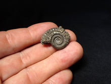 Load image into Gallery viewer, Stunning Crucilobiceras pyrite ammonite fossil (25 mm)