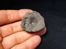 Load image into Gallery viewer, Jurassic ichthyosaur bone (vertebra) from Lyme Regis (36mm)