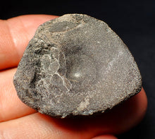 Load image into Gallery viewer, Jurassic ichthyosaur bone (vertebra) from Lyme Regis (36mm)