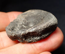 Load image into Gallery viewer, Jurassic ichthyosaur bone (vertebra) from Lyme Regis (36mm)
