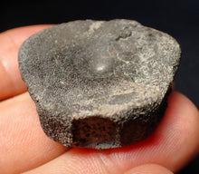 Load image into Gallery viewer, Jurassic ichthyosaur bone (vertebra) from Lyme Regis (36mm)