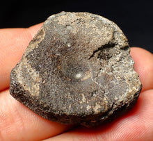Load image into Gallery viewer, Jurassic ichthyosaur bone (vertebra) from Lyme Regis (36mm)