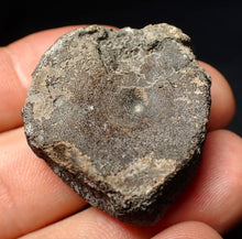 Load image into Gallery viewer, Jurassic ichthyosaur bone (vertebra) from Lyme Regis (36mm)