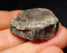 Load image into Gallery viewer, Jurassic ichthyosaur bone (vertebra) from Lyme Regis (36mm)