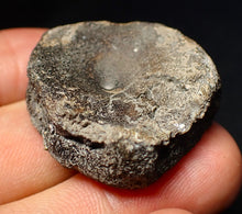 Load image into Gallery viewer, Jurassic ichthyosaur bone (vertebra) from Lyme Regis (36mm)