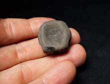Load image into Gallery viewer, Jurassic ichthyosaur bone (vertebra) from Lyme Regis (27mm)