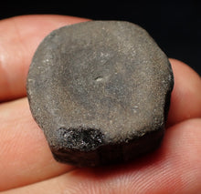 Load image into Gallery viewer, Jurassic ichthyosaur bone (vertebra) from Lyme Regis (27mm)