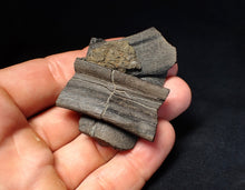 Load image into Gallery viewer, Jurassic ichthyosaur jaw bone from Lyme Regis (55mm)