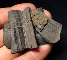 Load image into Gallery viewer, Jurassic ichthyosaur jaw bone from Lyme Regis (55mm)