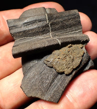 Load image into Gallery viewer, Jurassic ichthyosaur jaw bone from Lyme Regis (55mm)