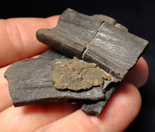 Load image into Gallery viewer, Jurassic ichthyosaur jaw bone from Lyme Regis (55mm)