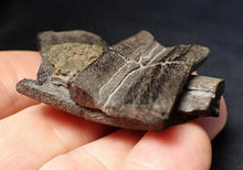 Load image into Gallery viewer, Jurassic ichthyosaur jaw bone from Lyme Regis (55mm)