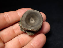 Load image into Gallery viewer, Jurassic ichthyosaur bone (vertebra) from Lyme Regis (30mm)