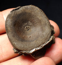 Load image into Gallery viewer, Jurassic ichthyosaur bone (vertebra) from Lyme Regis (30mm)