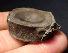 Load image into Gallery viewer, Jurassic ichthyosaur bone (vertebra) from Lyme Regis (30mm)