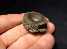 Load image into Gallery viewer, Jurassic ichthyosaur bone (vertebra) from Lyme Regis (30mm)