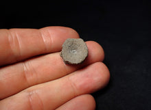 Load image into Gallery viewer, Jurassic ichthyosaur bone (vertebra) from Lyme Regis (17mm)