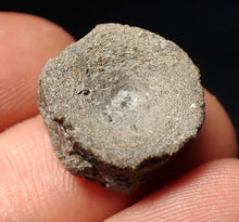 Load image into Gallery viewer, Jurassic ichthyosaur bone (vertebra) from Lyme Regis (17mm)