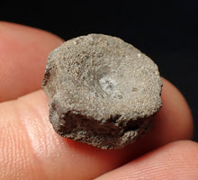 Load image into Gallery viewer, Jurassic ichthyosaur bone (vertebra) from Lyme Regis (17mm)