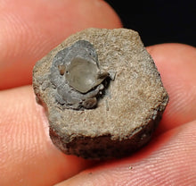 Load image into Gallery viewer, Jurassic ichthyosaur bone (vertebra) from Lyme Regis (17mm)