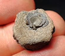 Load image into Gallery viewer, Jurassic ichthyosaur bone (vertebra) from Lyme Regis (17mm)