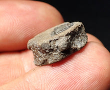 Load image into Gallery viewer, Jurassic ichthyosaur bone (vertebra) from Lyme Regis (17mm)