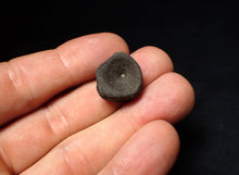 Load image into Gallery viewer, Jurassic ichthyosaur bone (vertebra) from Lyme Regis (17mm)