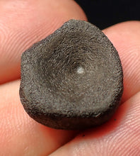 Load image into Gallery viewer, Jurassic ichthyosaur bone (vertebra) from Lyme Regis (17mm)