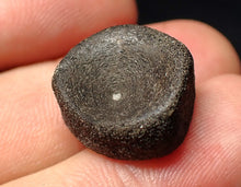 Load image into Gallery viewer, Jurassic ichthyosaur bone (vertebra) from Lyme Regis (17mm)