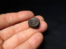 Load image into Gallery viewer, Jurassic ichthyosaur bone (vertebra) from Lyme Regis (17mm)